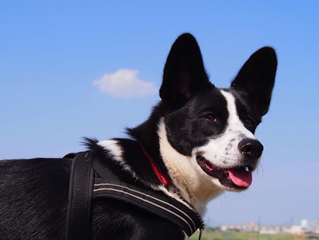 愛犬達との出会い～犬がくれる宝物～