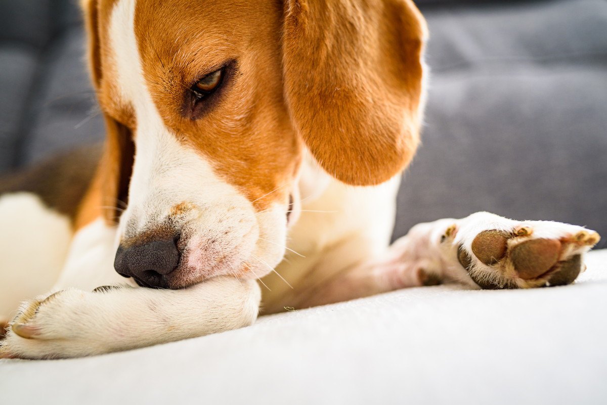 犬の『腸内環境』に悪影響を及ぼす原因と改善法3選！腸を整えて元気に