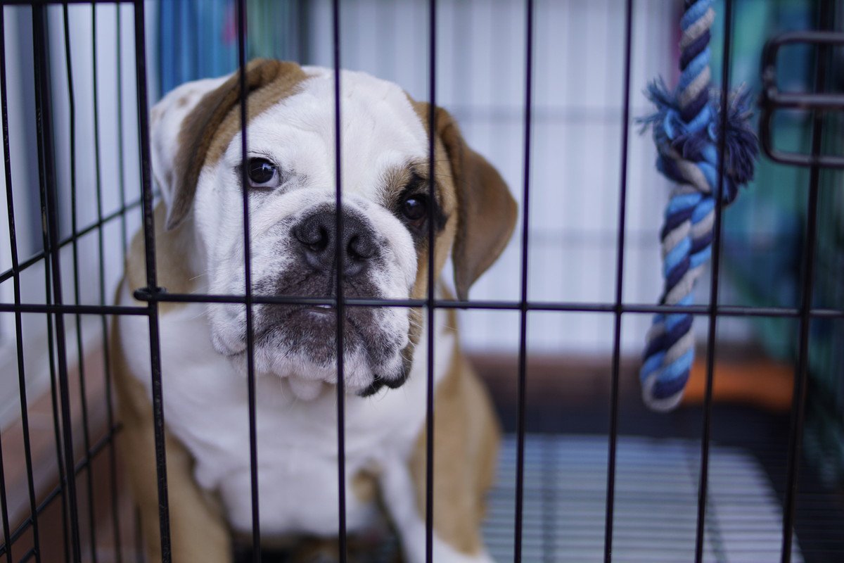 『犬用ケージ』の上手な使い方3つ　愛犬にとっての必要性から注意すべきポイントまで