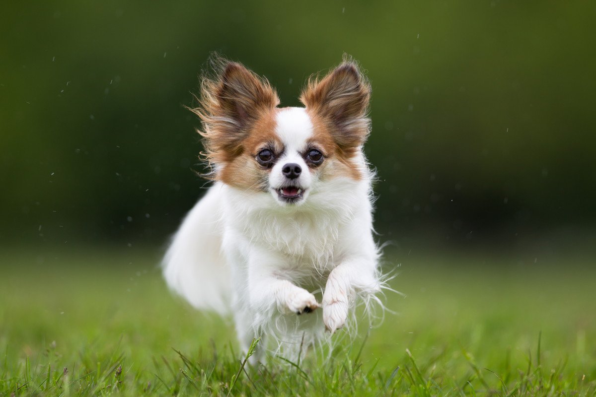 運動量が多く必要な小型犬3選　運動不足にさせないために日頃からできることとは