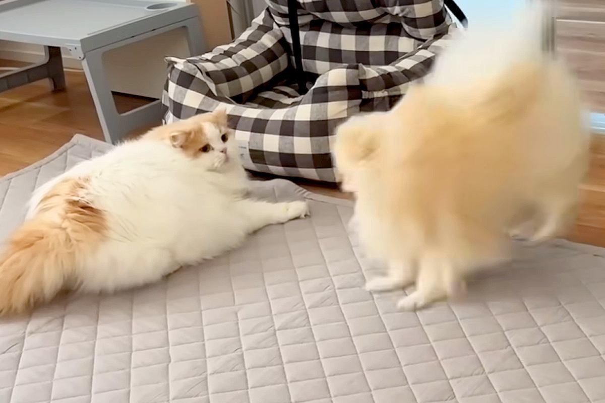 いつも優しい猫を『犬がわざと驚かせた』結果→さすがに怒って、猫パンチを…微笑ましすぎる光景に反響「喧嘩しても仲良し」「兄弟愛を感じる」