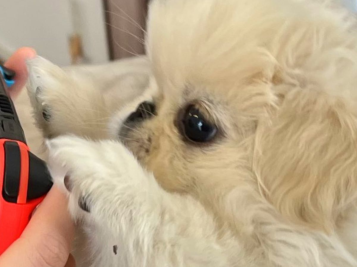ゲームをしていたら赤ちゃん犬が…まさかの『協力プレイ』をする光景に4万いいね集まる「LボタンRボタン担当ｗ」「支えてくれてるの可愛すぎ」