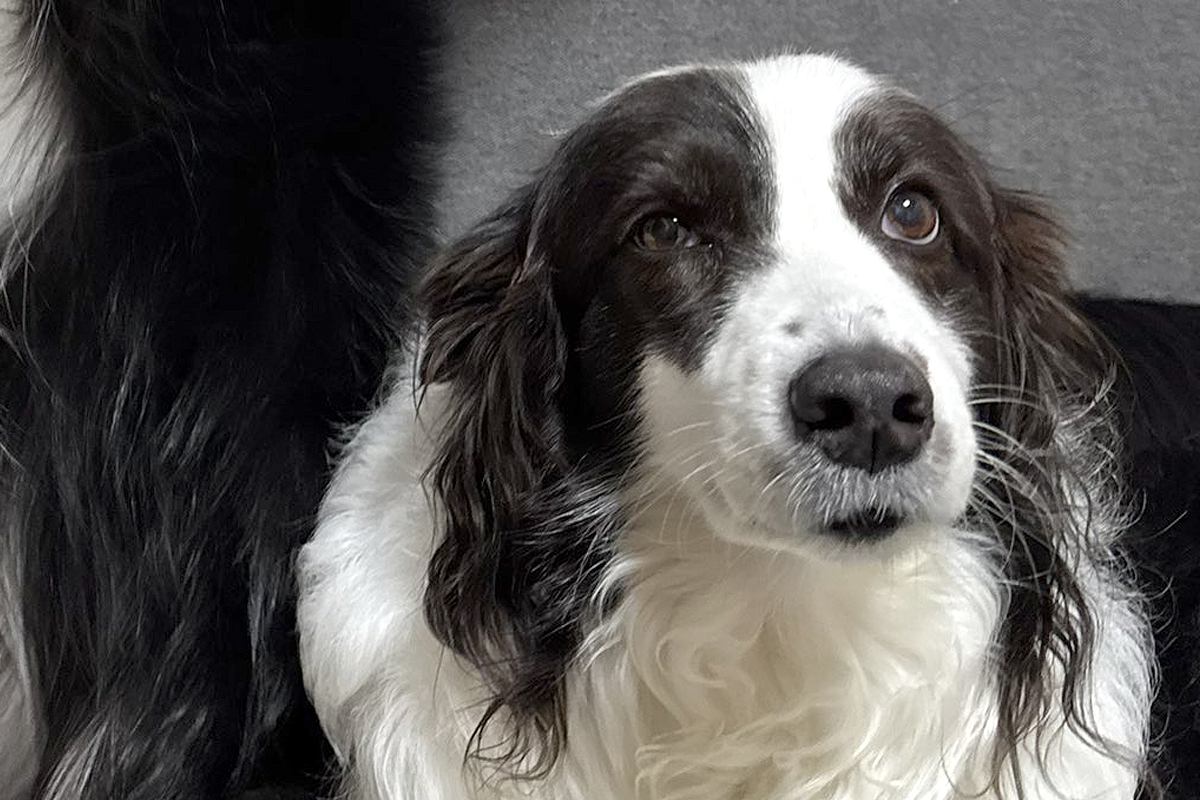 【話題の犬】静かに座る姉犬の後ろで、弟犬が…「何事なのｗｗｗ」「衣装着てるみたいｗ」まさかの『踊り狂う光景』に1万7000いいね集まる