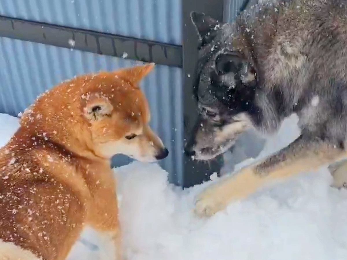 おもちゃを隙間に落としてしまった犬→まさかの『狼犬が秒速で駆けつける光景』がカッコよすぎると8万いいね「去り際も最高」「泣ける」と絶賛