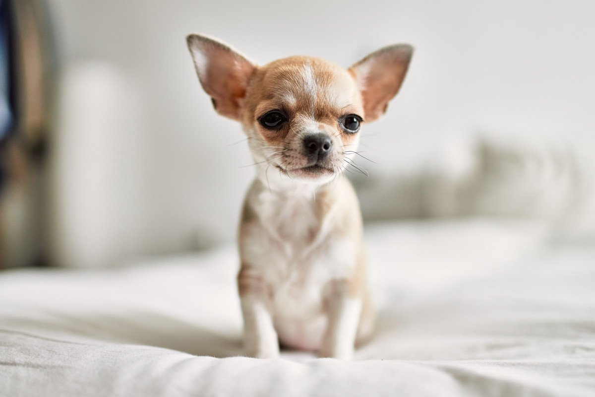 『最も小型な犬種』4選！世界最小のワンコとは？