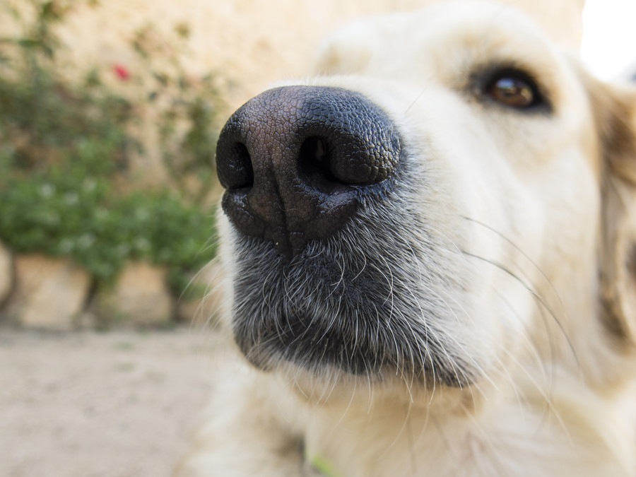 犬の鼻に切り込みがある理由とは