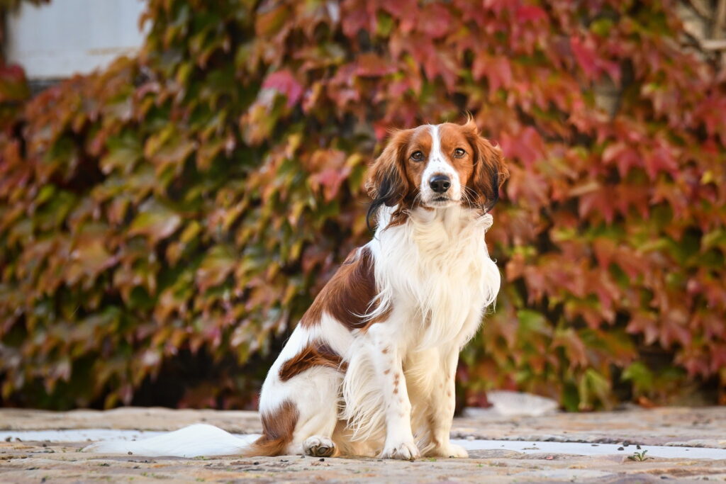 コーイケルホンディエ｜犬種の特徴と性格、飼い方や価格相場まで解説