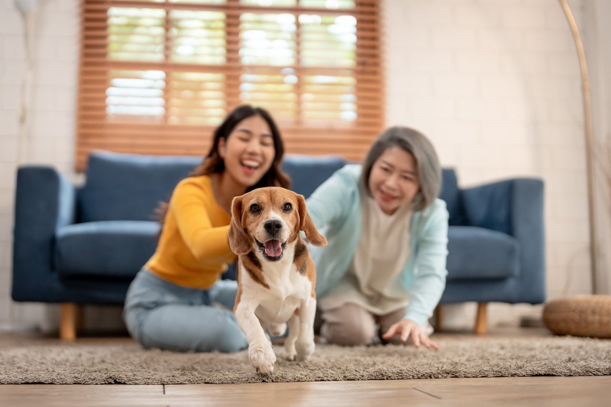 犬が突然部屋の中を走り出すのはなぜ？　5つの理由から注意点や対処法まで解説