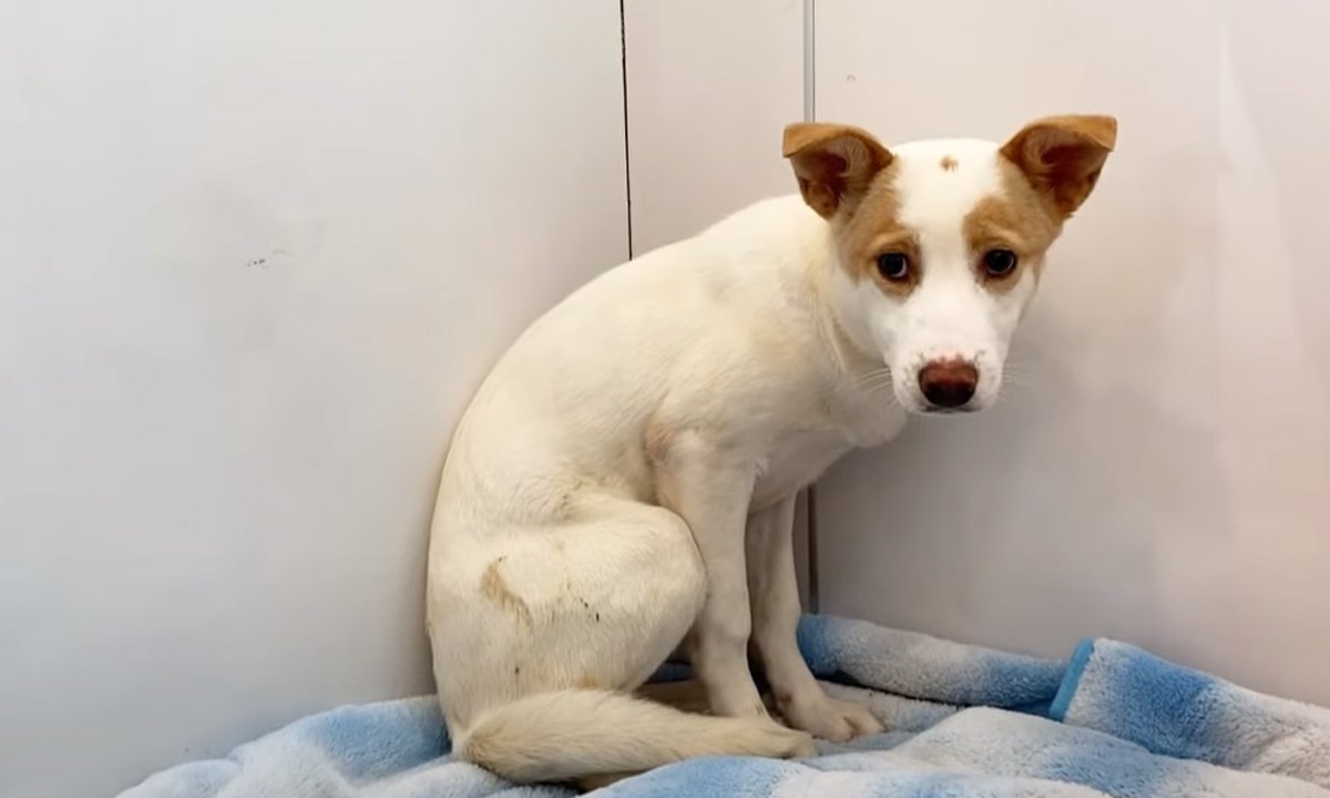 【感動】幼馴染みとの再会と永遠の幸せを手に入れた野犬『ニコタン』