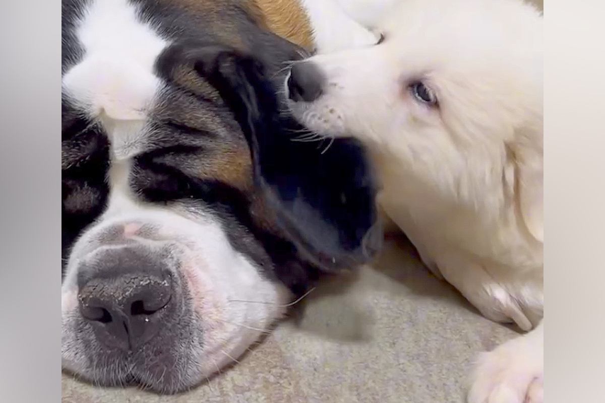 90キロの優しい大型犬が『子犬にイタズラされ続けた』結果→堪忍袋の緒が切れて…まさかの怒り方が341万再生「平和なキレ方ｗ」「神対応」