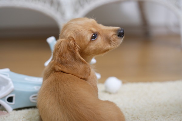 イベルメクチンは犬の寄生虫感染予防に効果的な薬