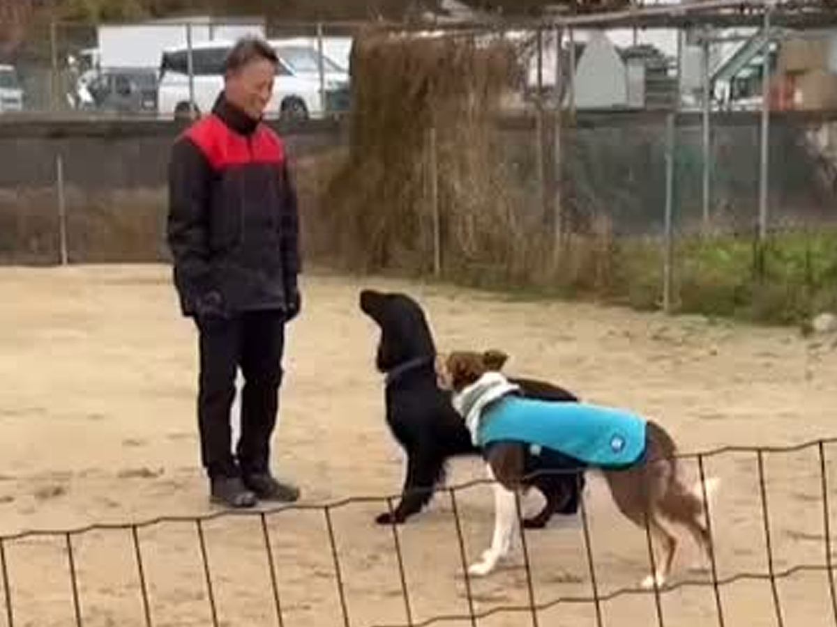 犬の訓練中『別の犬が乱入した』結果…もはや人間の子ども？自己主張が強すぎる光景に137万再生の反響「可愛くて笑うｗ」「楽しそう」