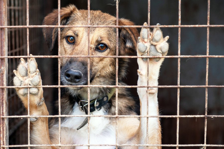 保護犬を救う仕組みとは？ASVガイドラインで読み解く動物福祉について【獣医師執筆】