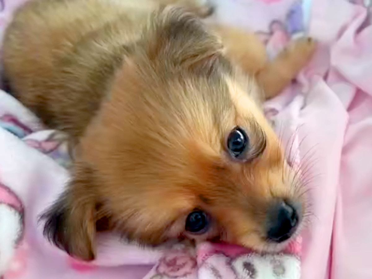 小型犬を飼って『大きくなっても3キロ未満かな』と思っていたら…2ヵ月後→『衝撃の成長をとげた光景』が12万再生「想像以上ｗｗ」と反響