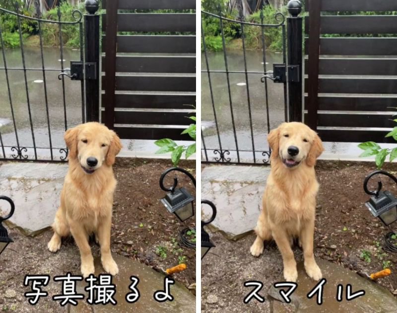 主『スマイル〜！』大型犬『ニッコリ』幸せに溢れすぎた写真撮影に「このスマイル守りたい」「ちゃんと笑ってる…！」「尊い」