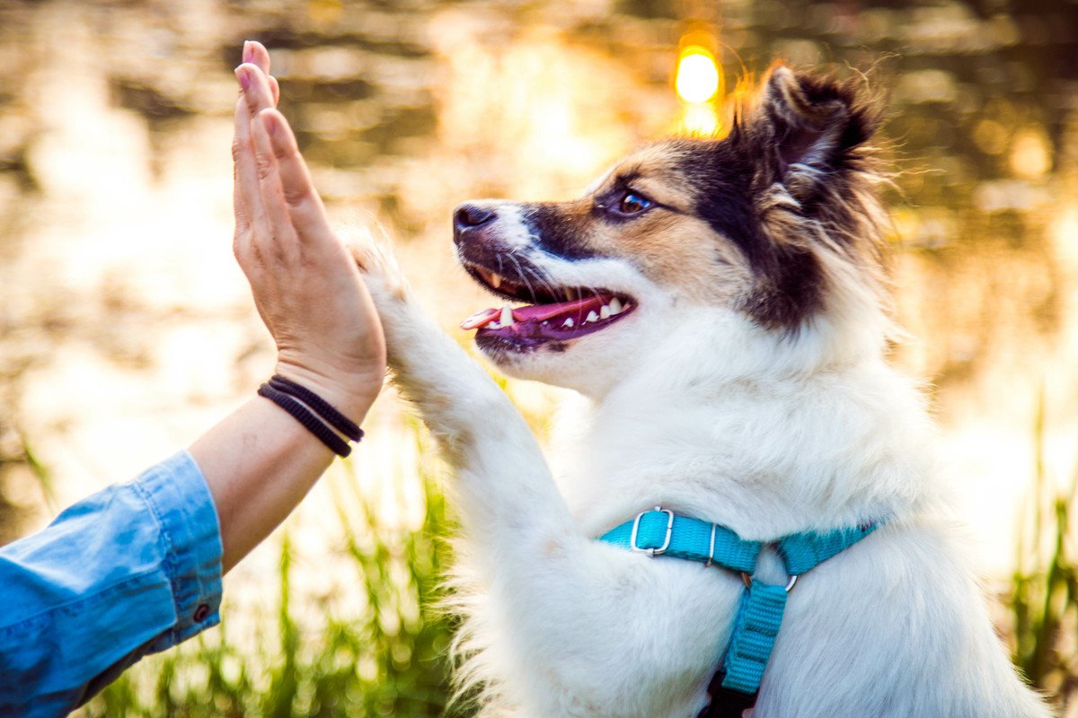 犬との暮らしで『必要な配慮』とは？性格別ですべき対応の仕方や暮らしの注意点まで