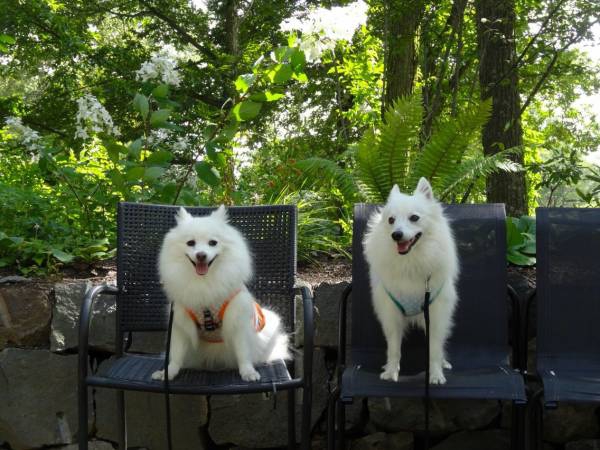 愛犬を連れて萌木の村、清里の森の中に広がる癒しのスポット！