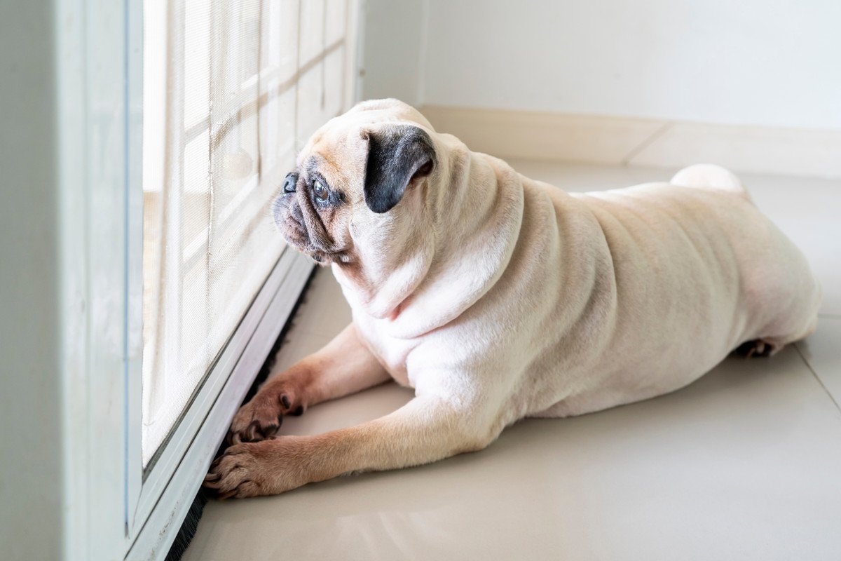 犬がよくする『健気な行動』4選　留守番中には切ない仕草をしていることも