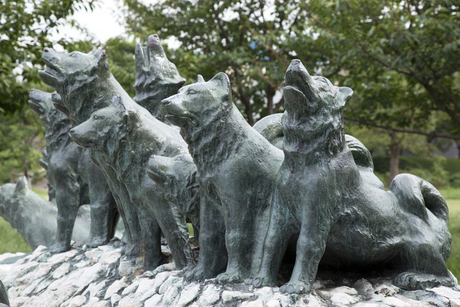 樺太犬｜犬種の特徴と性格、有名な理由や現在の状況まで解説