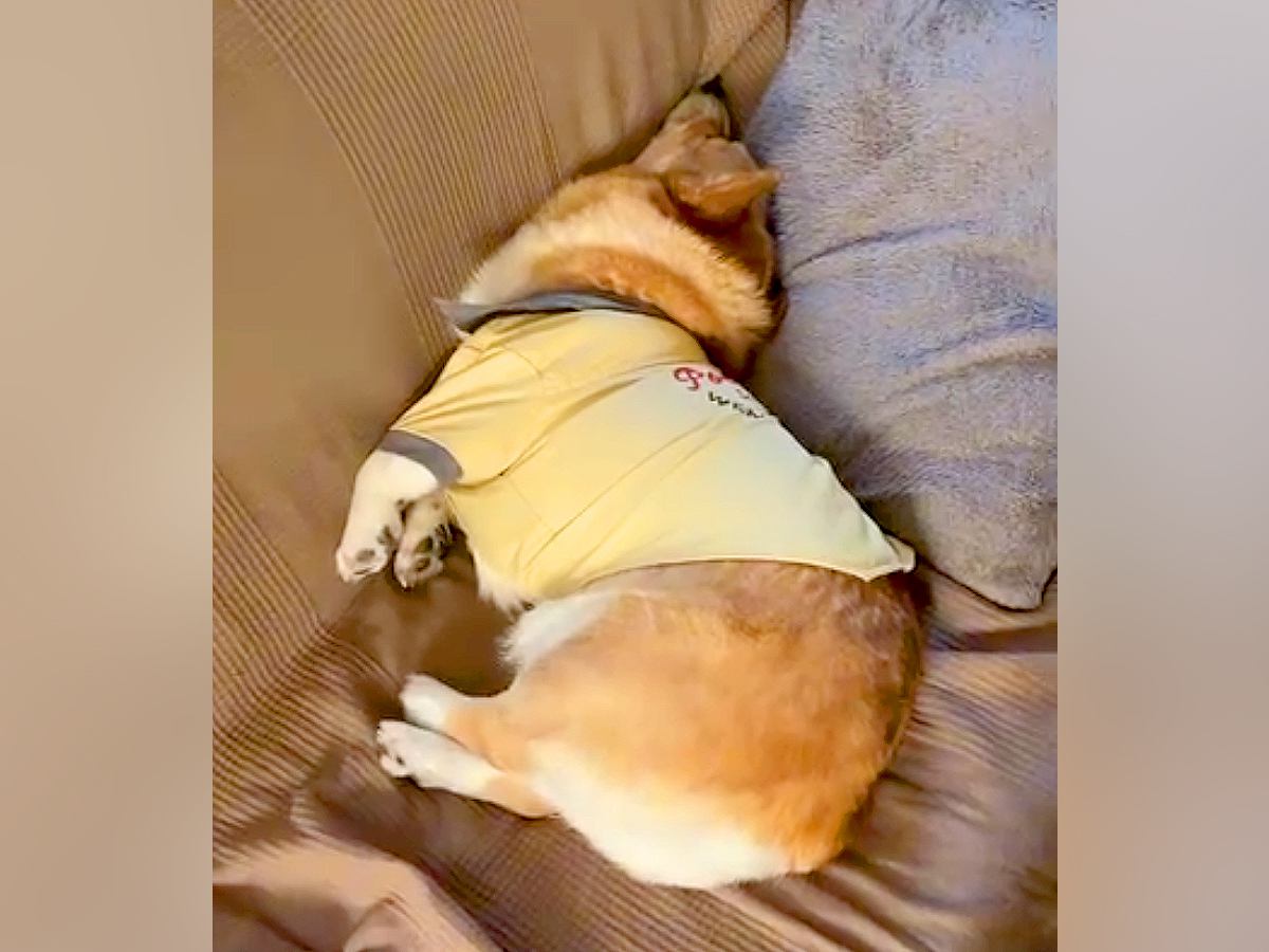 お父さんの外出を必死で引き止める犬→お母さんが出かけようとすると…あからさまな『対応の差』に大爆笑「ある意味神対応ｗ」「違いすぎて草」
