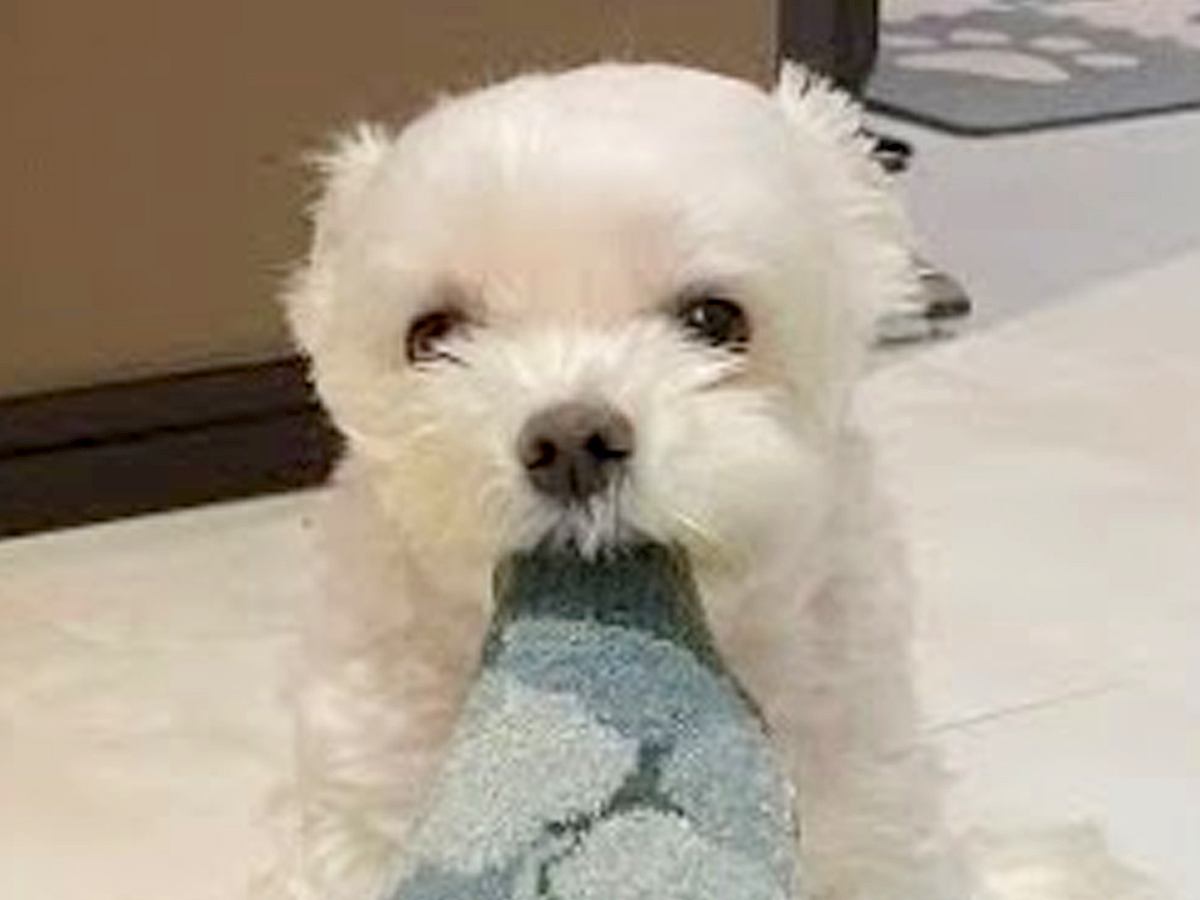 夫婦で『犬を子どもと同じように育てた』結果…まるで中身が人間のような行動が31万再生「ずっと待ってるの健気」「本当に愛おしい」と大絶賛