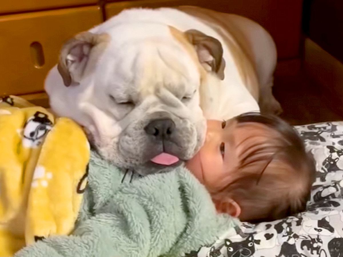 女の子の上で犬が眠ってしまったので、助けようとした結果…思っていたのと違う『まさかの光景』が7万再生「ふたりとも可愛い」「めんこい」の声