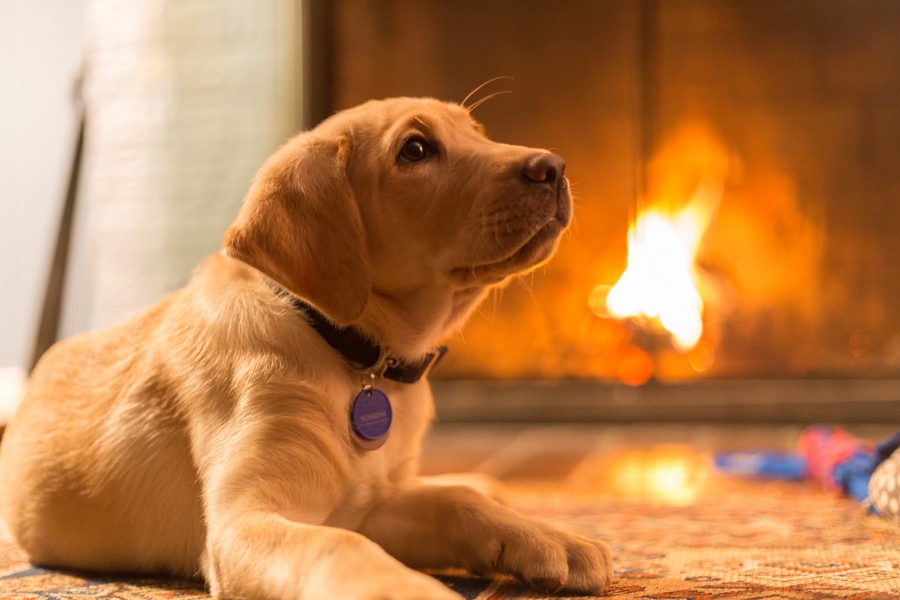 犬に暖房は必要？犬種による違い、適温、正しい使い方、注意点を解説