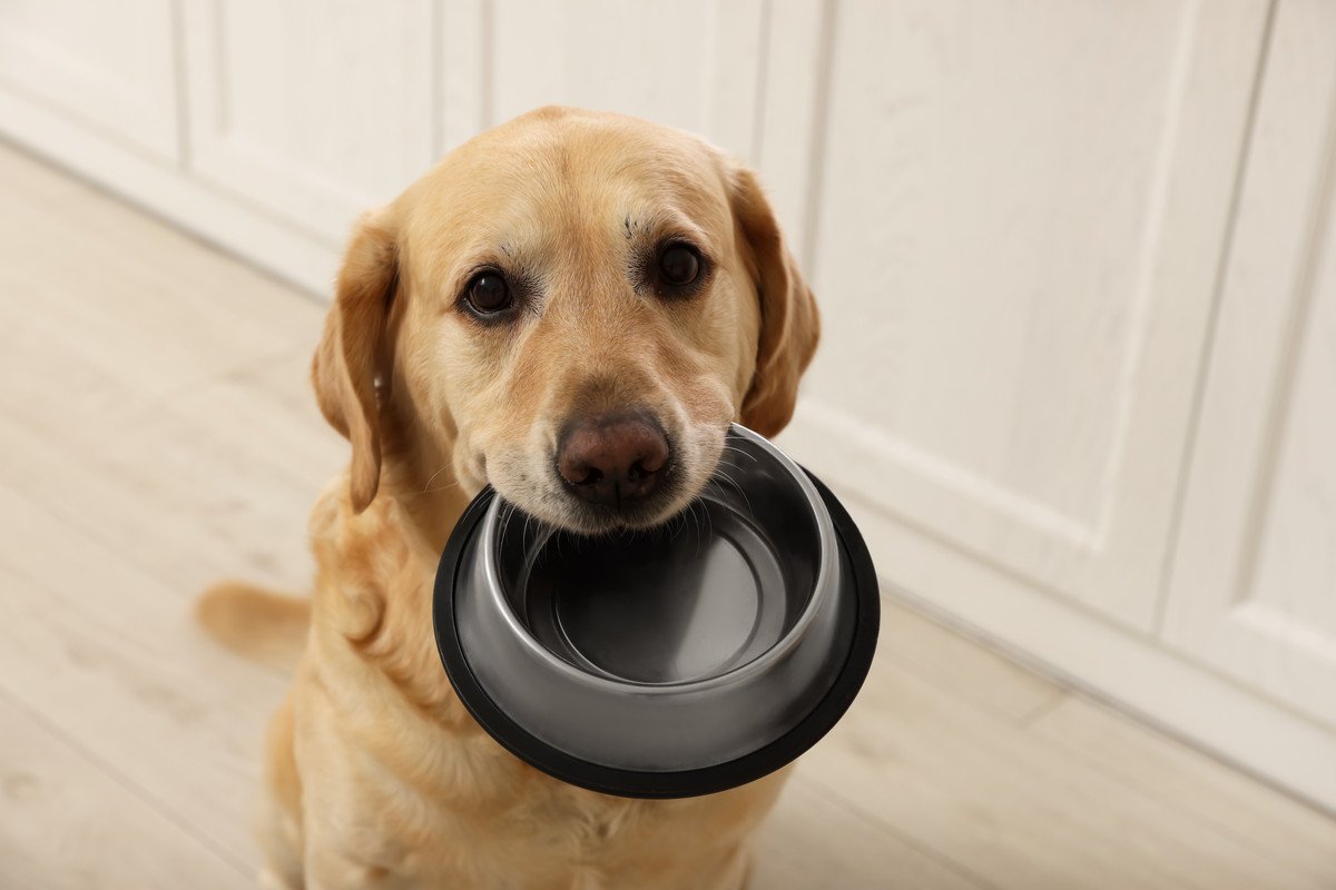 犬が『ご飯を食べたいです！』と催促している時に見せる行動や仕草4つ　かわいいからといって何度もあげないように！