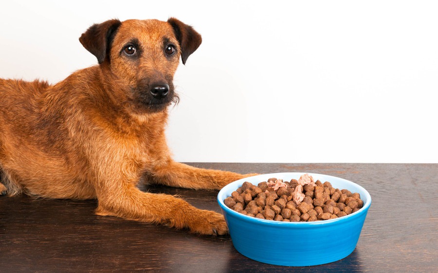 犬の味覚は年齢によって変化する？老犬の食事のポイント