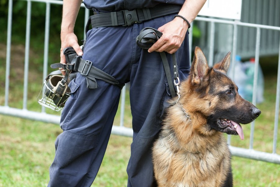 知っているようであまり知らない警察犬の豆知識