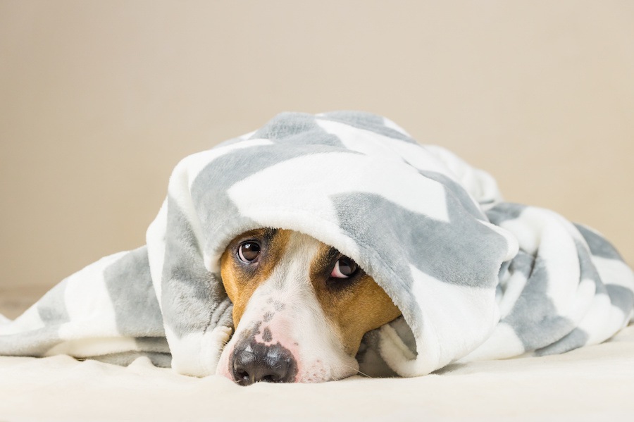 動物病院に持っていくと便利なものまとめ！ケースごとにご紹介