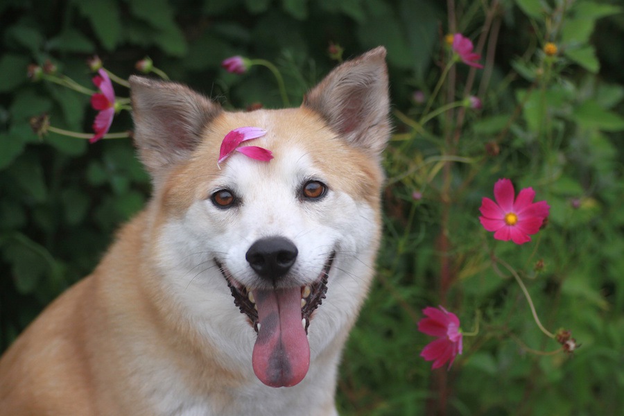 超難関！最も難しい犬の芸2選