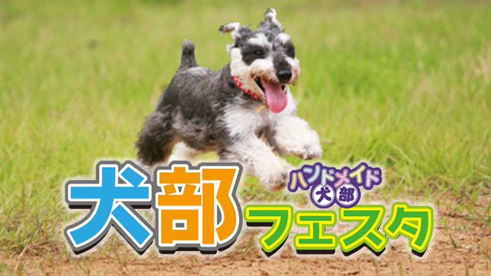 GW初日は犬祭！犬部フェスタinわんダフルネイチャーヴィレッジ