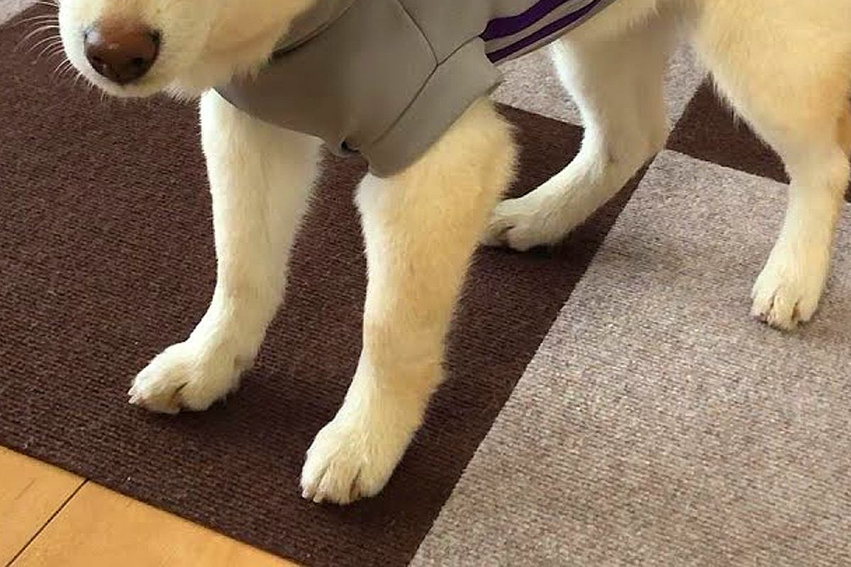 服を着せたら『テンションがた落ち』になった犬→脱がせると…悲愴感漂う光景と『愛おしい行動』に反響「可愛い」「顔で不満なのわかりすぎるｗ」