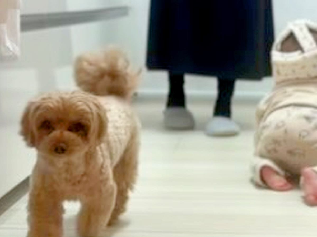 赤ちゃんが苦手な犬→『一緒にあそびたい』と近づいてきた結果…『まさかの方法で切り抜ける光景』に「上手ｗ」「素早くて笑った」と3万再生