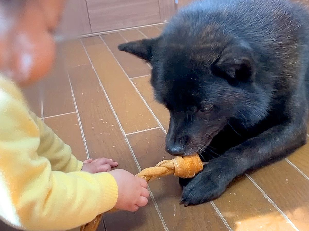 犬が『赤ちゃんにおもちゃを取られそうになった』結果…予想外の『意外な反応』が57万4000再生「優しい光景」「情が厚くて可愛い」