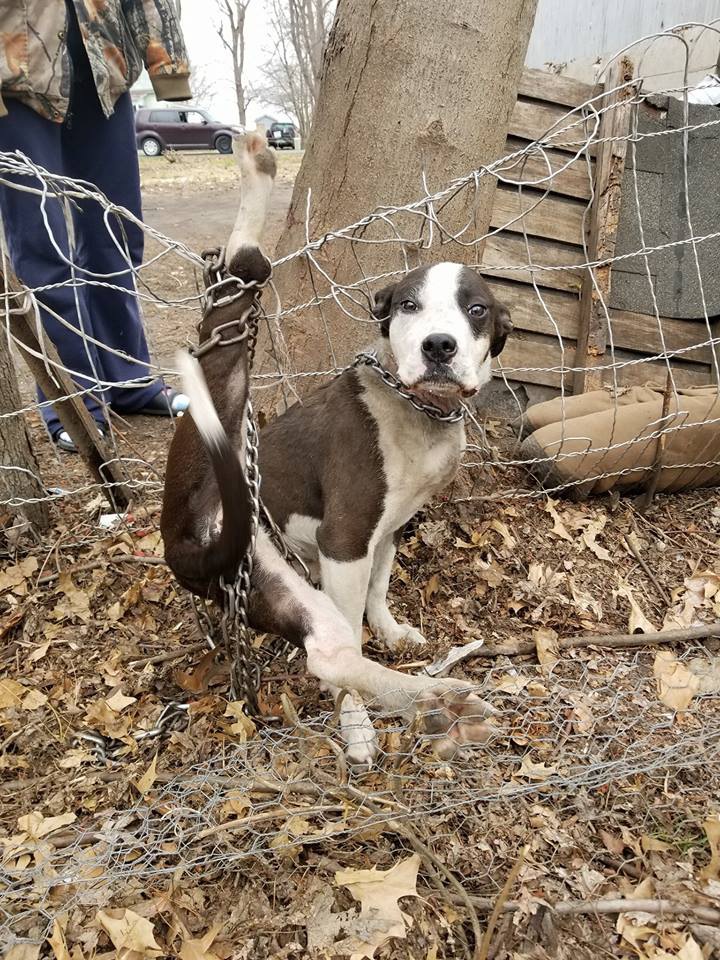 フェンスに複雑に絡まり身動きできない状態になった犬