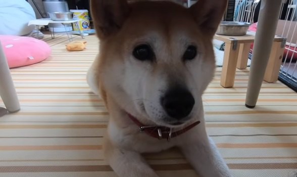 虎視眈々とお芋を狙うかわいい柴犬さん♪♪GETできるかな…？