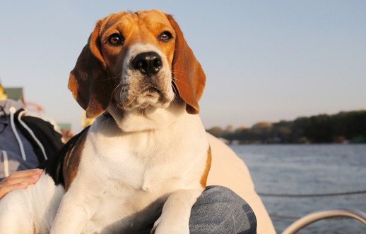 犬が座っている飼い主に乗っかってくる心理３選