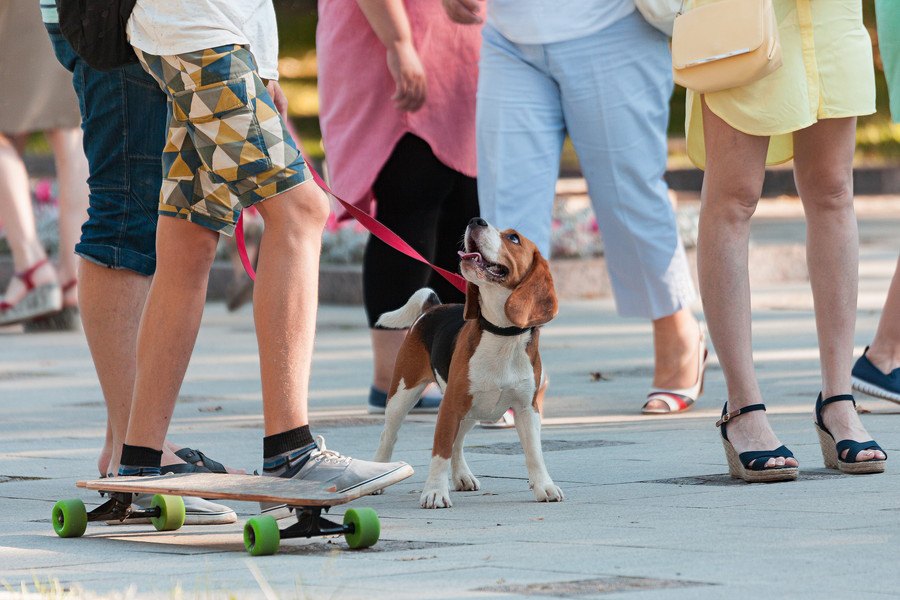 お出かけ先で犬が脱走！万が一の為の迷子対策４つ