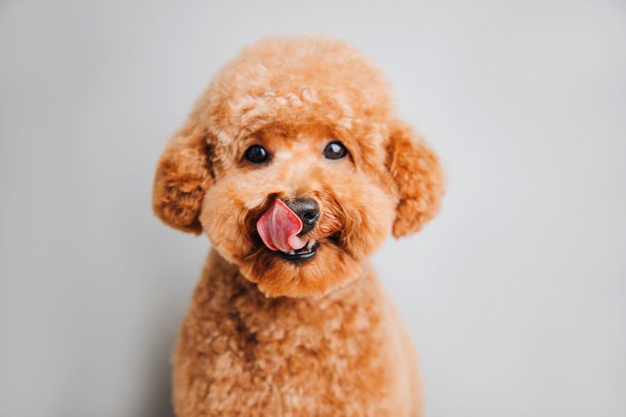 犬が『飼い主を舐める』心理5選　しつこくペロペロしてくる場合の適切な対応まで