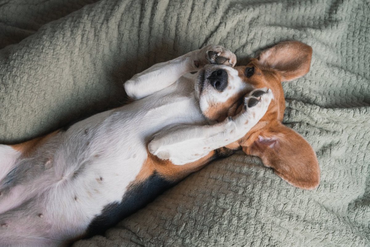 犬が前足で顔をカキカキする理由4選　痒いだけではない？緊張など心理的なものも