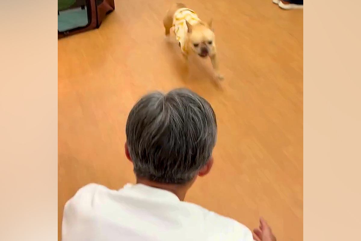 幼稚園に預けられていた犬のお迎えへ→『そのまま帰るかな』と思ったら…あまりにも尊い『帰りの儀式』が29万再生「メロメロ」「なんて可愛い」