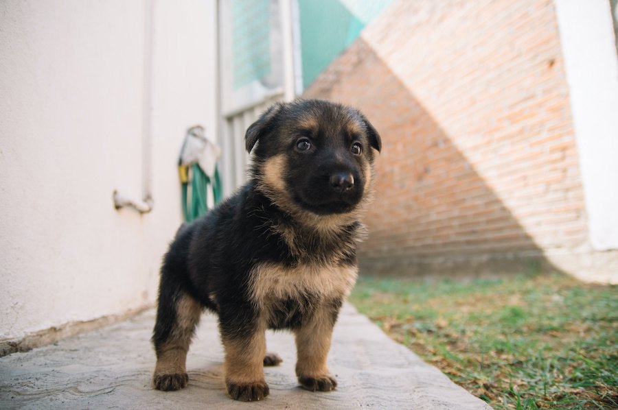 力が弱い飼い主は大型犬を飼うべきではない？どんなことに注意して飼うべき？