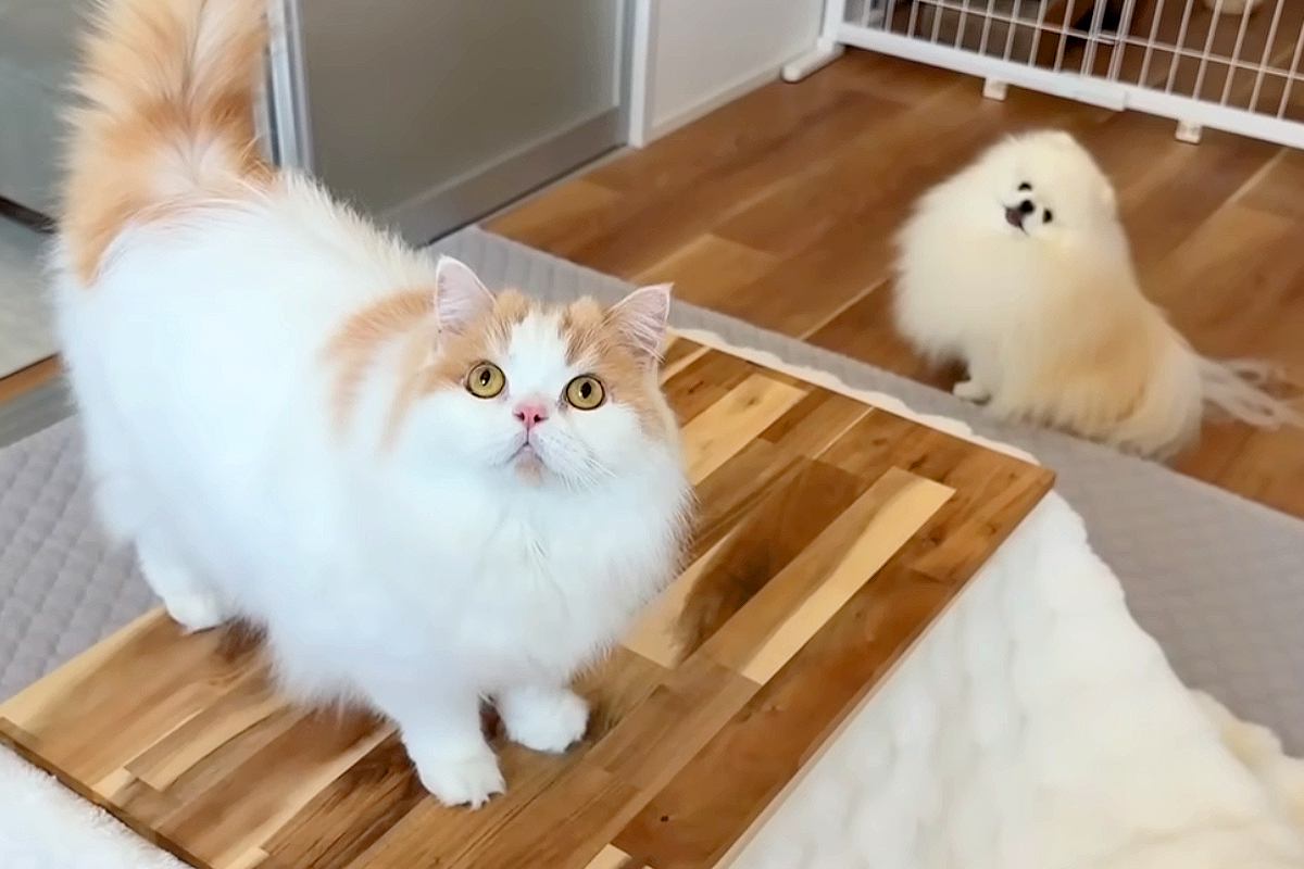 テーブルと毛布で『なんちゃってコタツ』を作ってみた結果→犬と猫が思った以上に喜んで…幸せあふれる光景に反響「可愛すぎる」「笑顔になる」