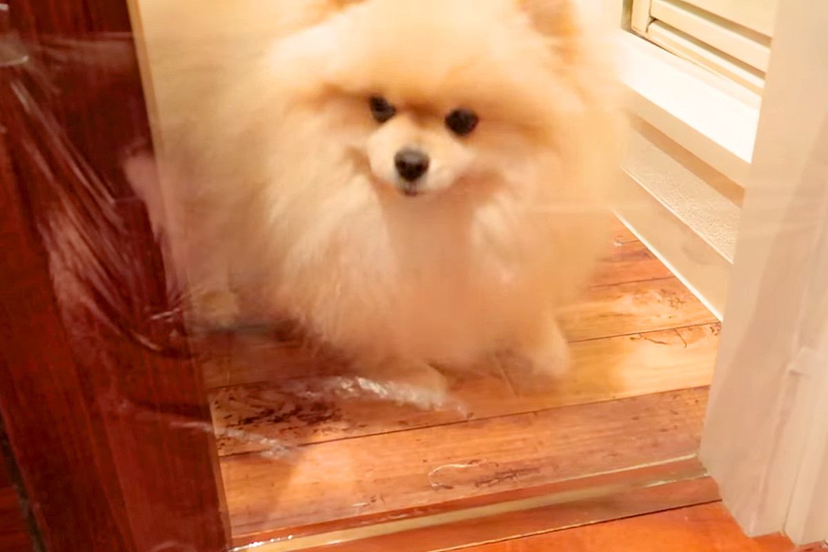 ラップで『透明の壁』を作ってみた結果、犬が…困って立ち尽くしていたかと思いきや『予想外の解決方法』に反響「強行突破ｗｗ」「超賢い」