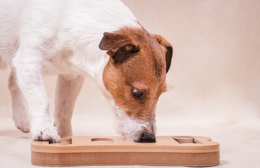 【大流行中！】犬のための「知育玩具」の役割や効果は？