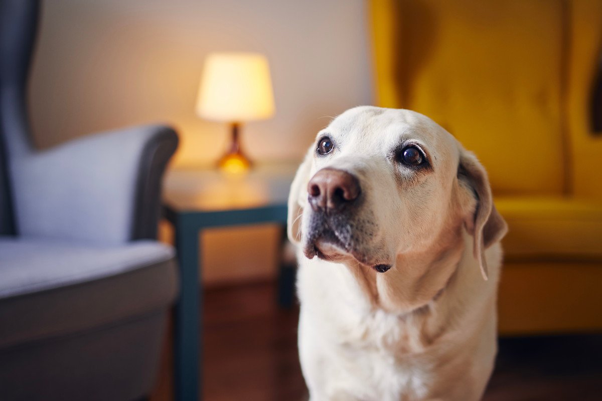 老犬の深夜徘徊は放置して大丈夫なの？夜中に部屋をウロつく理由と飼い主がすべき対策について解説