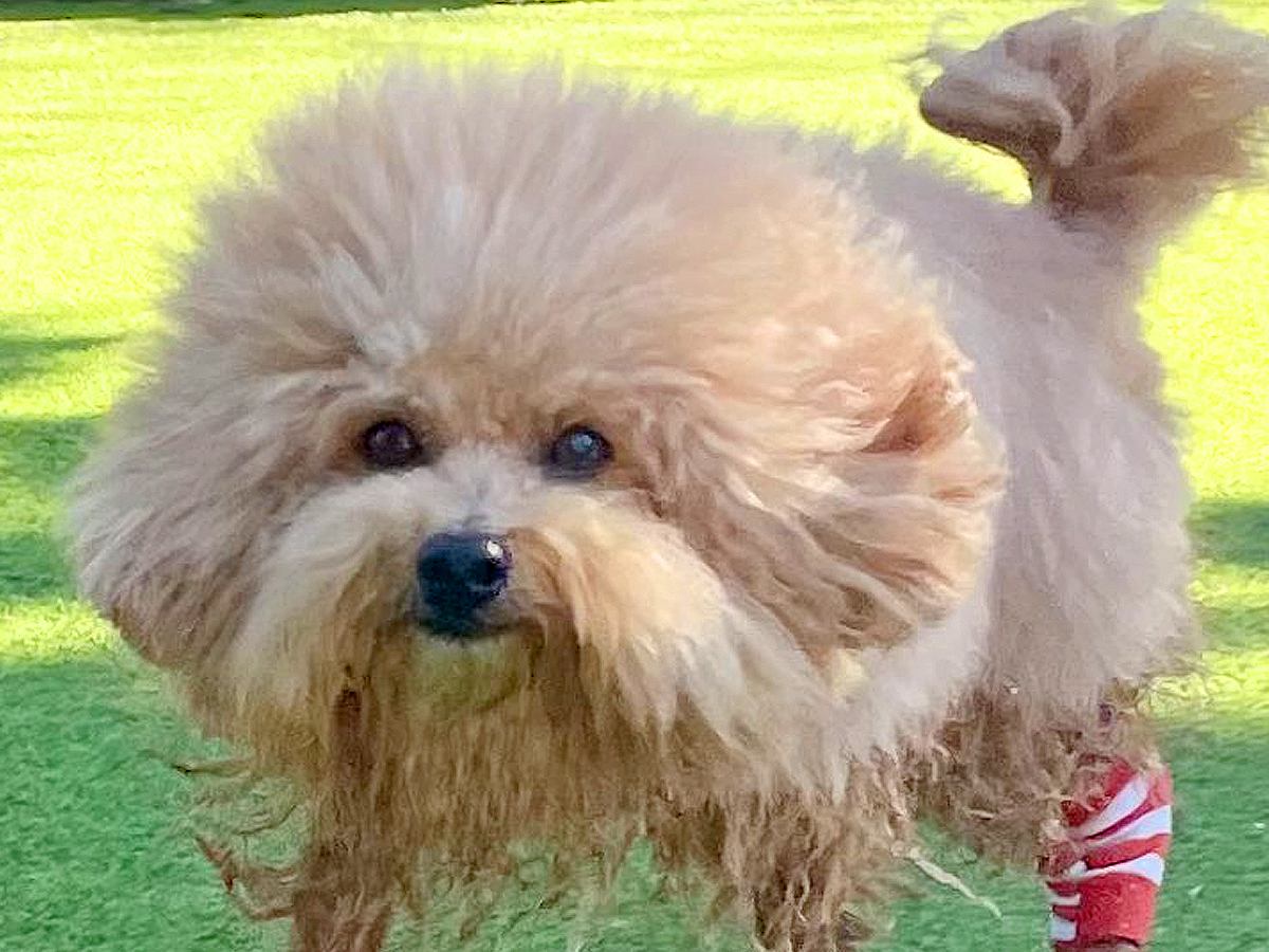 犬が『真冬にプールに入ってしまった』結果…衝撃的な『変身してしまったお姿』に6万いいね「エアロビの人で草」「唐揚げ思い出したｗ」と爆笑