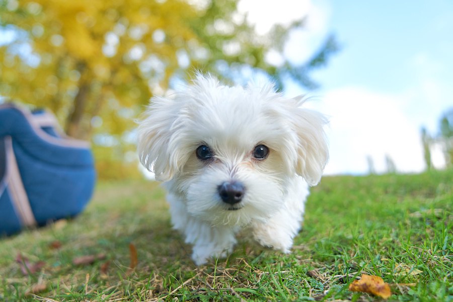 あなたの愛犬はどう？体臭があまりしない犬種５選